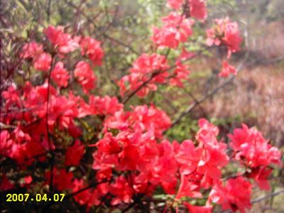 1974 - Ying Shan Hong (映山红) - Red Azalea