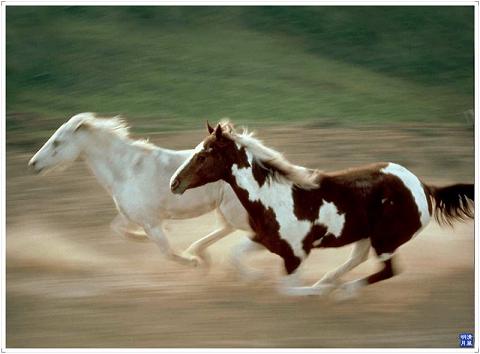 1976 - Zhan Ma Ben Teng (战马奔腾) - Battle Steeds Galloping Ahead