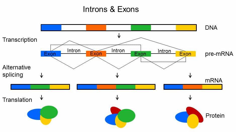 DNA Gene Sequence - Exons and Introns