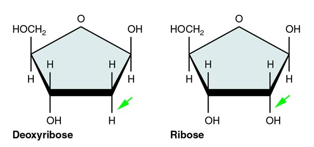 5-Carbon Sugar: Deoxyribose vs. Ribose