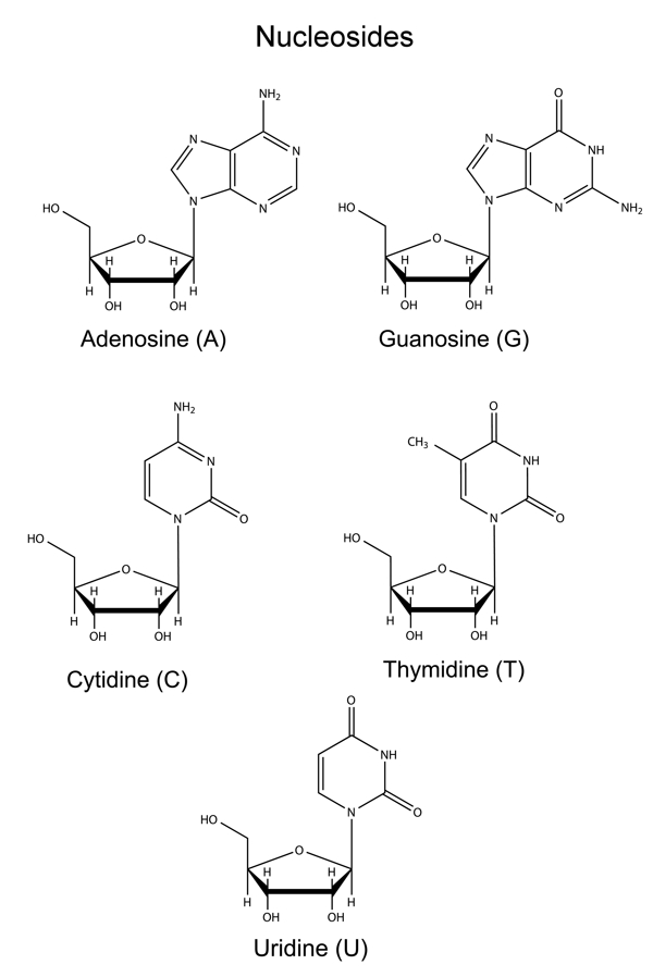 The 5 Primary Nucleosides