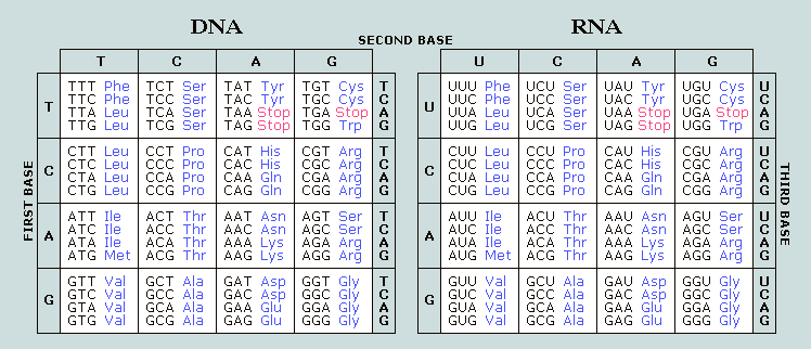 DNA/RNA Coding, Codons, Instruction Charts
