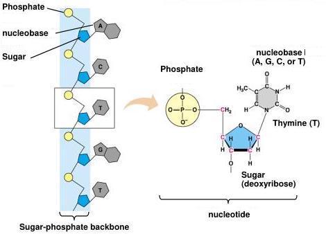 Nucleic Acid Backbone