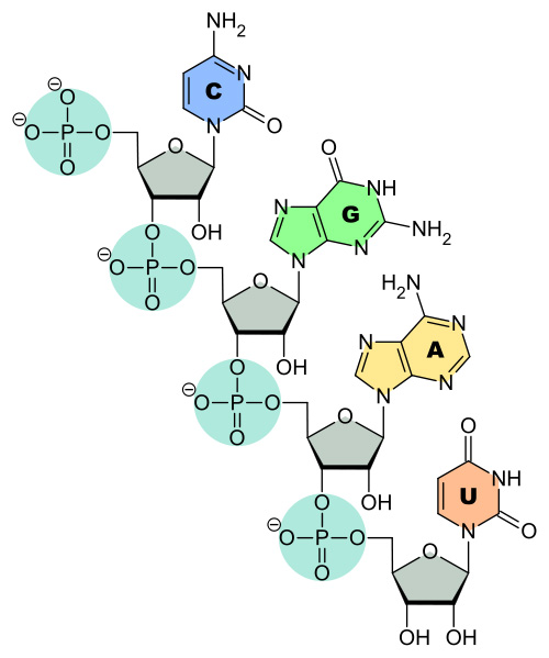 RNA (Ribonucleic Acid) Uses Riboses (5-Carbon Sugars)