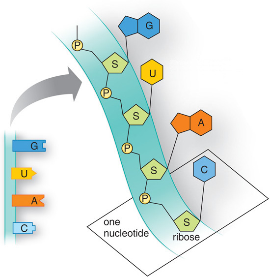 RNA Sequence and Backbone