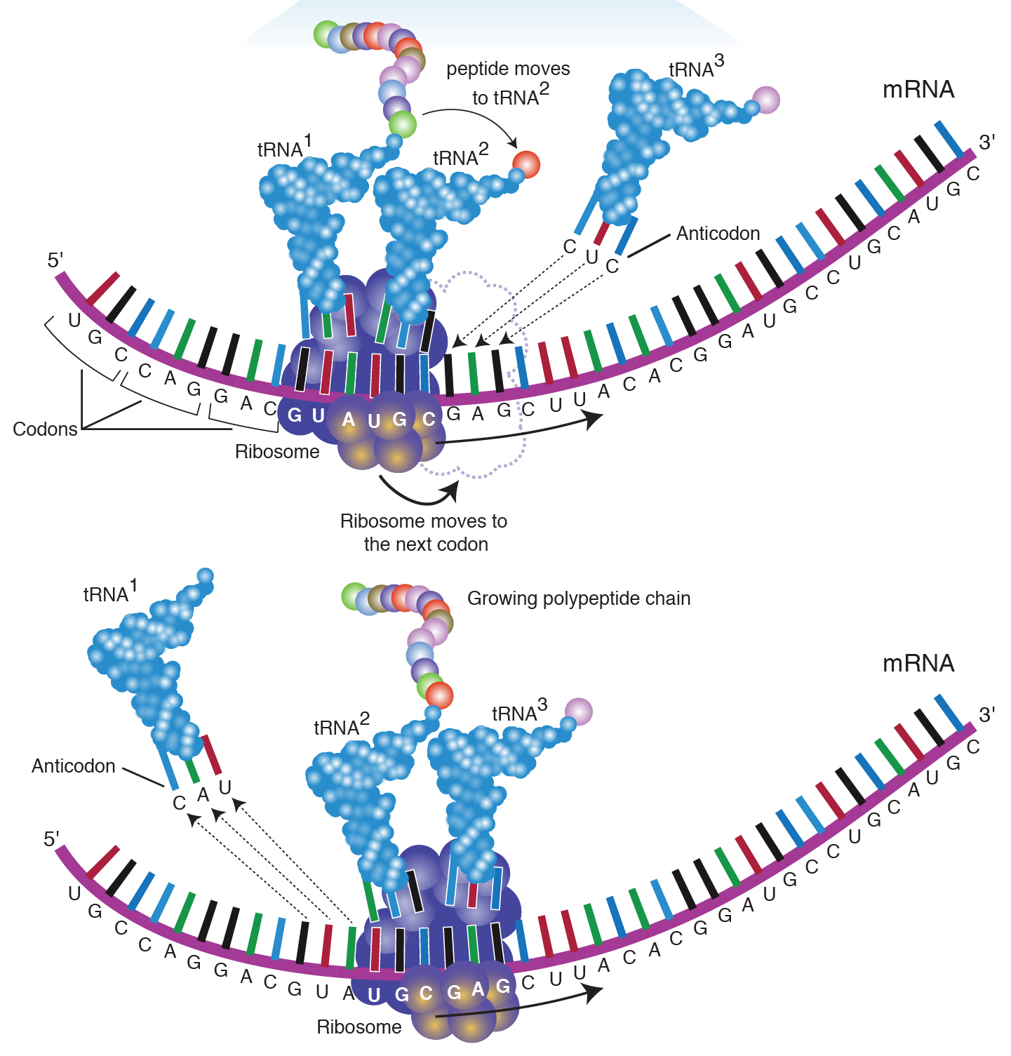 Gene Expression - Translation Phases