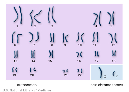 Chromosomes and Human Genome Karyotype