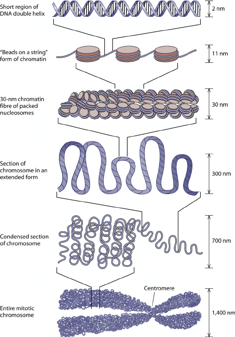 DNA Double Helix Wrapped as Chromosome