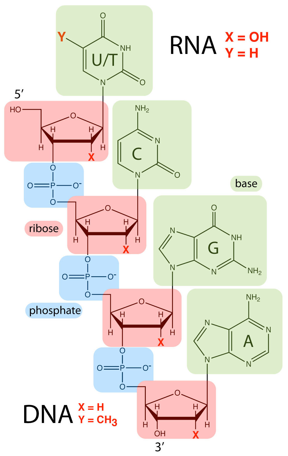 Differences of DNA and RNA