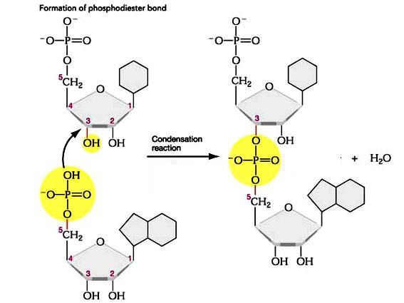 Nucleotide + Nucleotide = Nucleic Acid