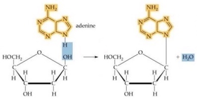 Nucleobase + 5-Carbon Sugar = Nucleoside