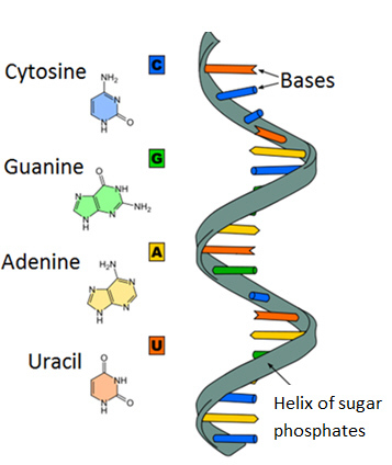 RNA Primary Structure - Helix