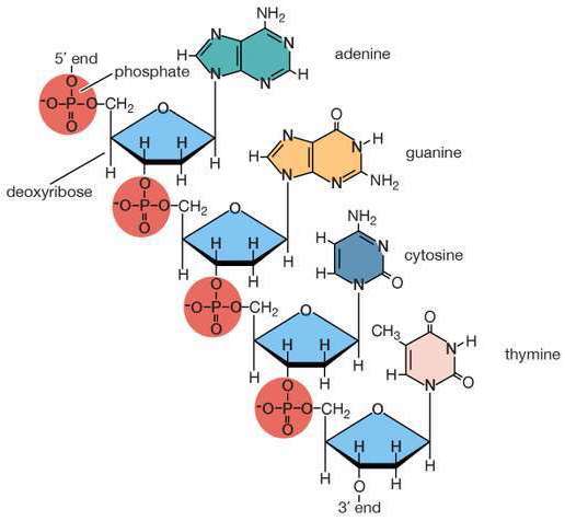 DNA (Deoxyribonucleic Acid) Uses Deoxyriboses (5-Carbon Sugars)