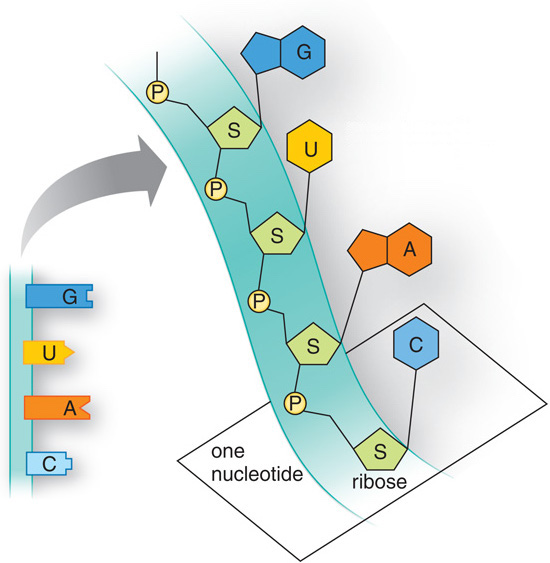 RNA Primary Structure Helix