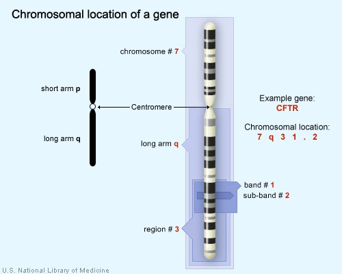 Gene Address as Location on Chromosome