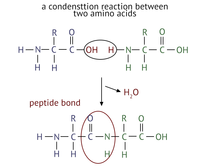 Condensation Reaction of Two Amino Acids