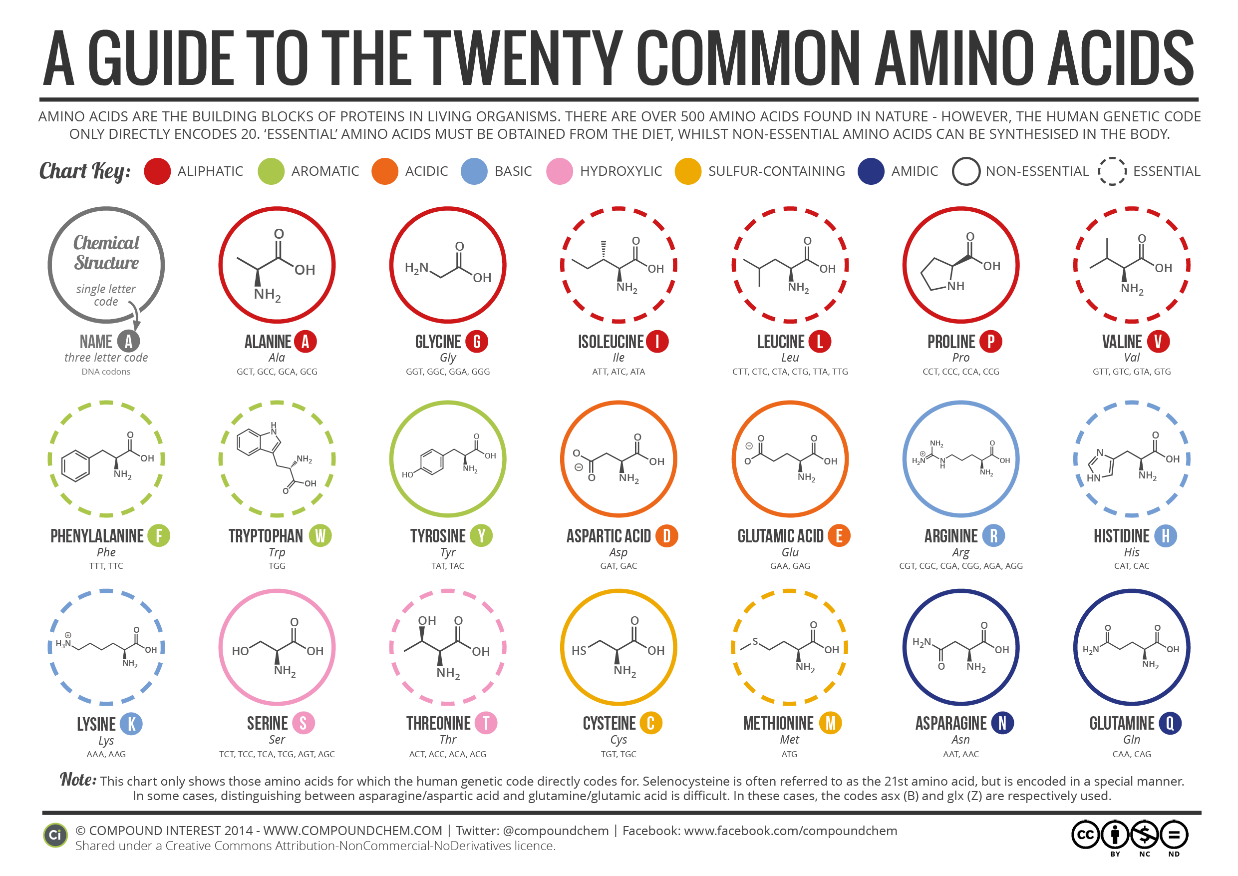20 Common Amino Acids in Proteins